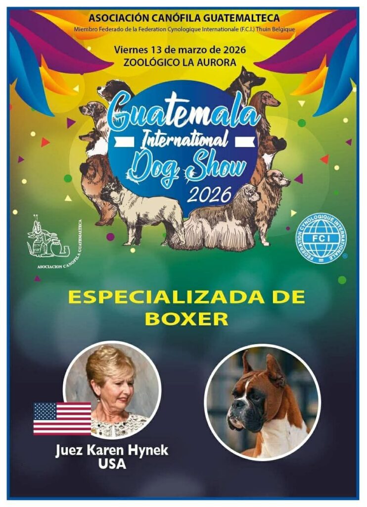 Boxer - Especializada 2026 - GIDS